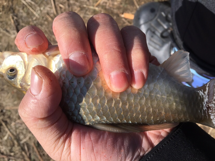 自制酒米用大米好还是小米好,用大米怎么自制酒米