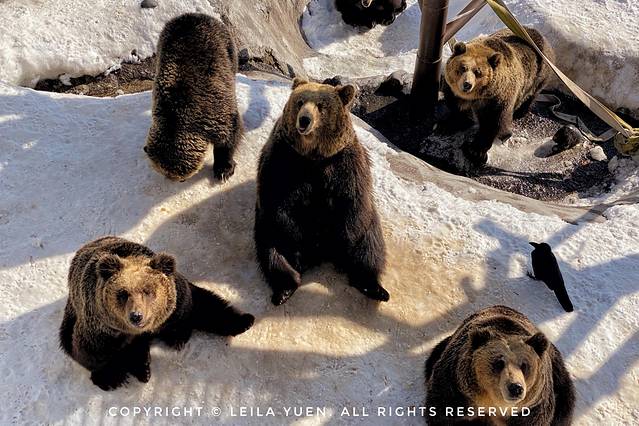 现在去日本买口罩,去日本买口罩日购