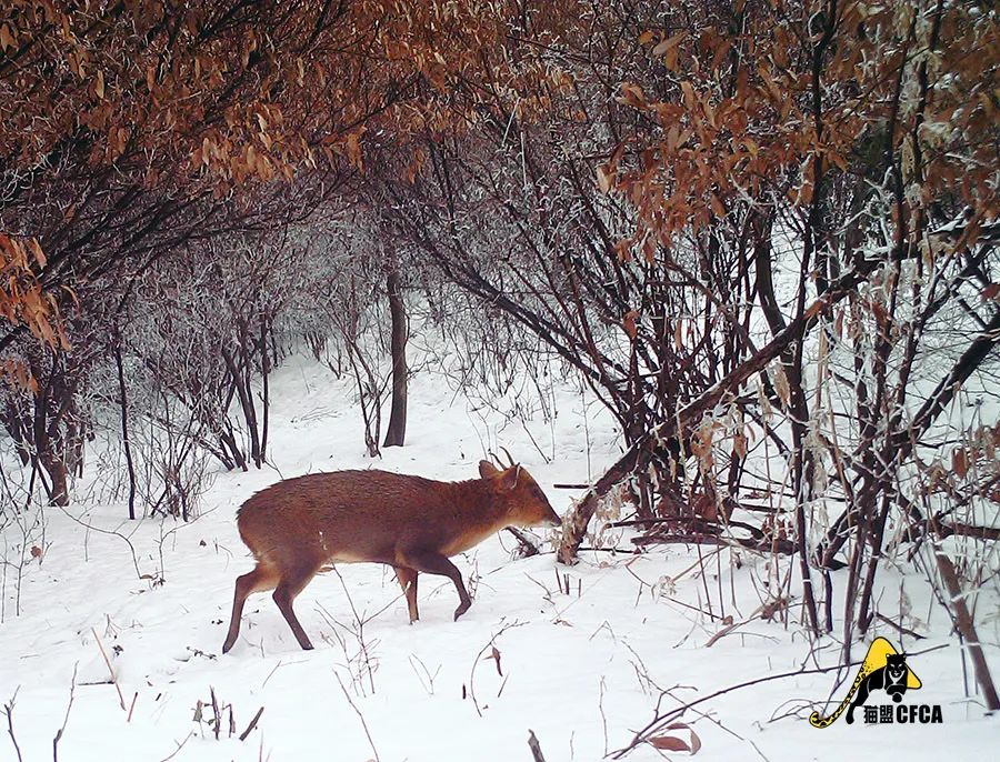 盘点被吃灭绝的动物,被吃最惨的外来物种