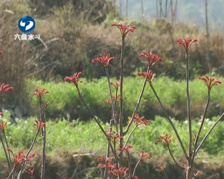 香椿这个时节不可错过的美味,鲜香椿炒鸡蛋正确做法
