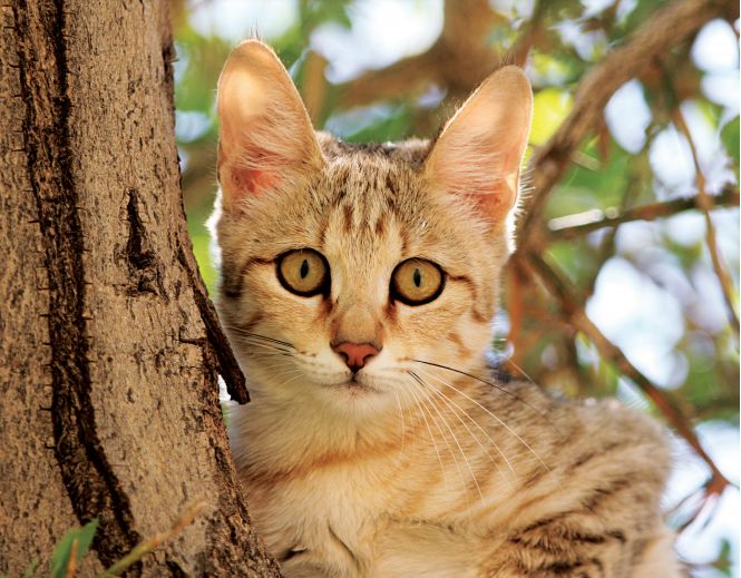 快看，这些荒野之猫