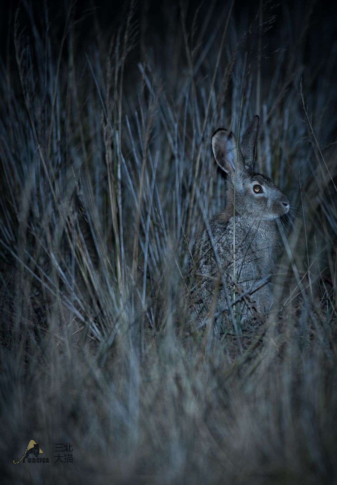 鸡鸡鸡鸡，野生的不能吃吗？是的