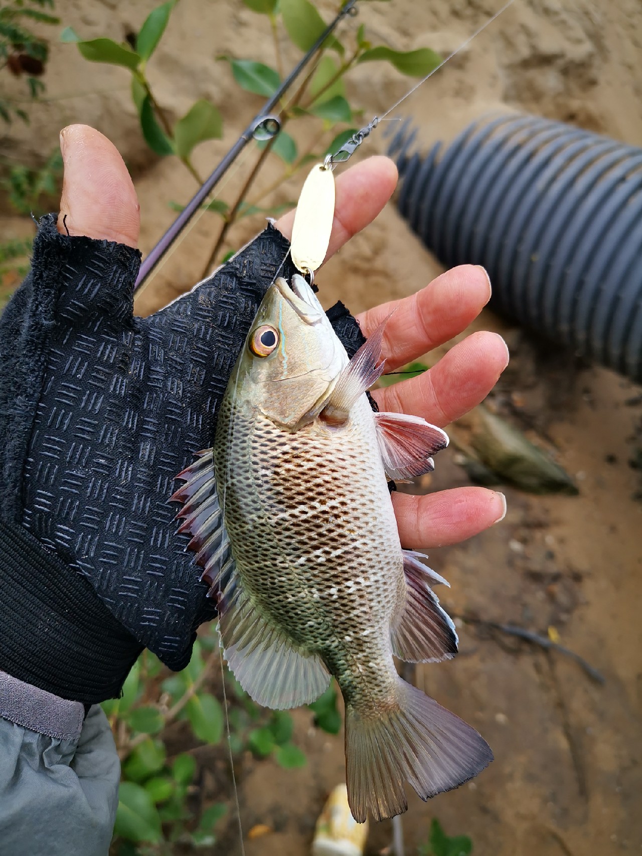 路亚一步到位还是循序渐进好,摸索反思