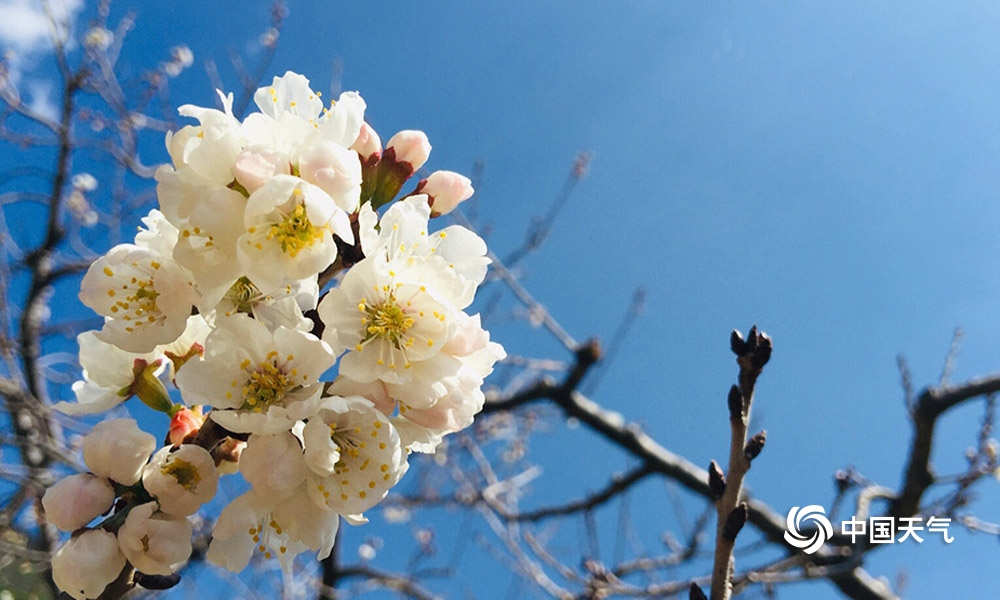 攀枝花樱桃花,攀枝花中坝玛瑙红樱桃
