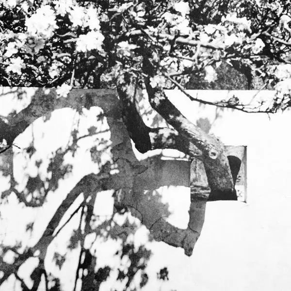 一起来植树的视频,今天适合植树吗