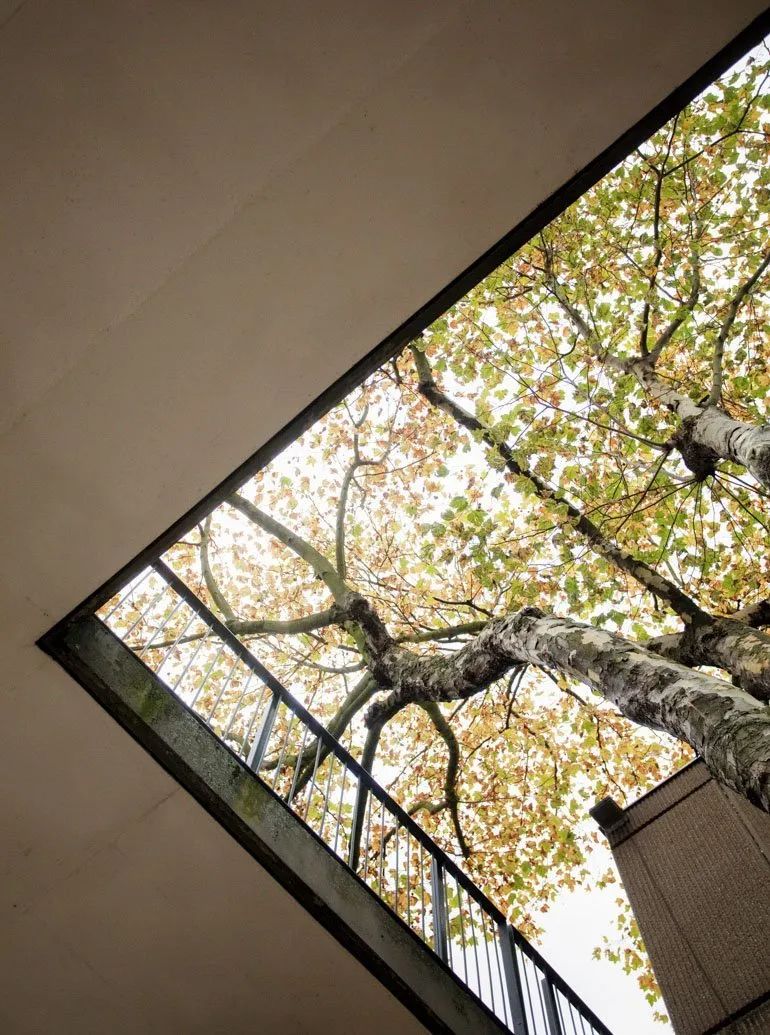 一起来植树的视频,今天适合植树吗