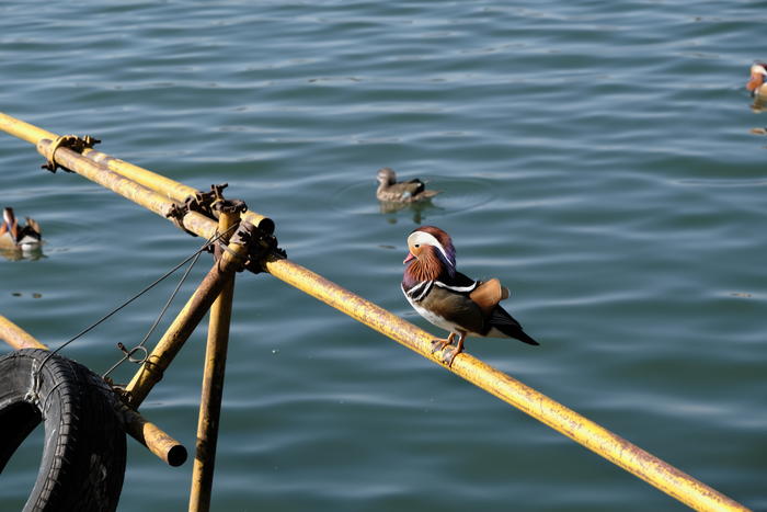 富士x-t4视频表现,富士x-t42020款