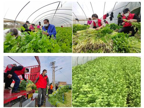 又是一年春来早家乡景色,又是一年春来早万物逢春在今朝