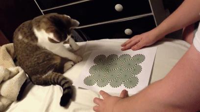 看了这些动图是不是想恋爱了,看了之后脑子很舒服的画面