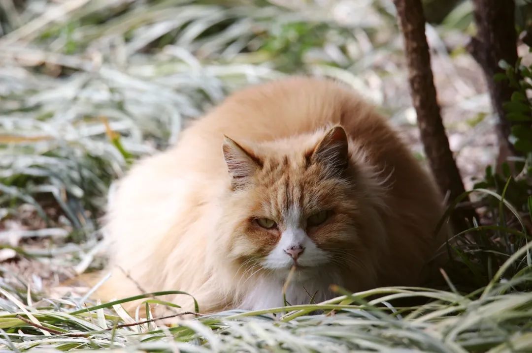 佳能最强eos10bit视频机,佳能eos-1dxmarkiii