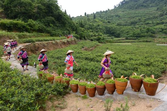 永顺毛坝云诗莓茶,永顺县毛坝乡古莓茶之乡