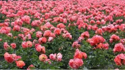 成都田园风光旅游攻略,成都旅游攻略清吧