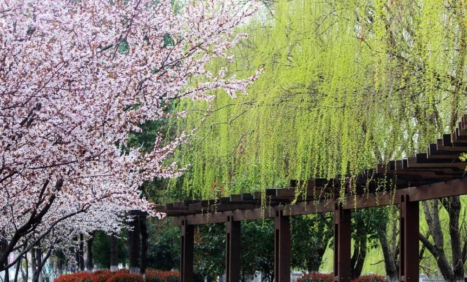 南京赏花地图请收好,江宁赏花好去处