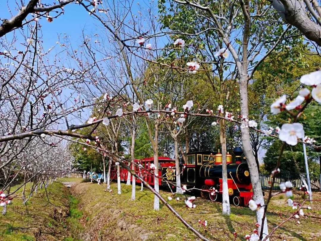 南京赏花地图请收好,江宁赏花好去处