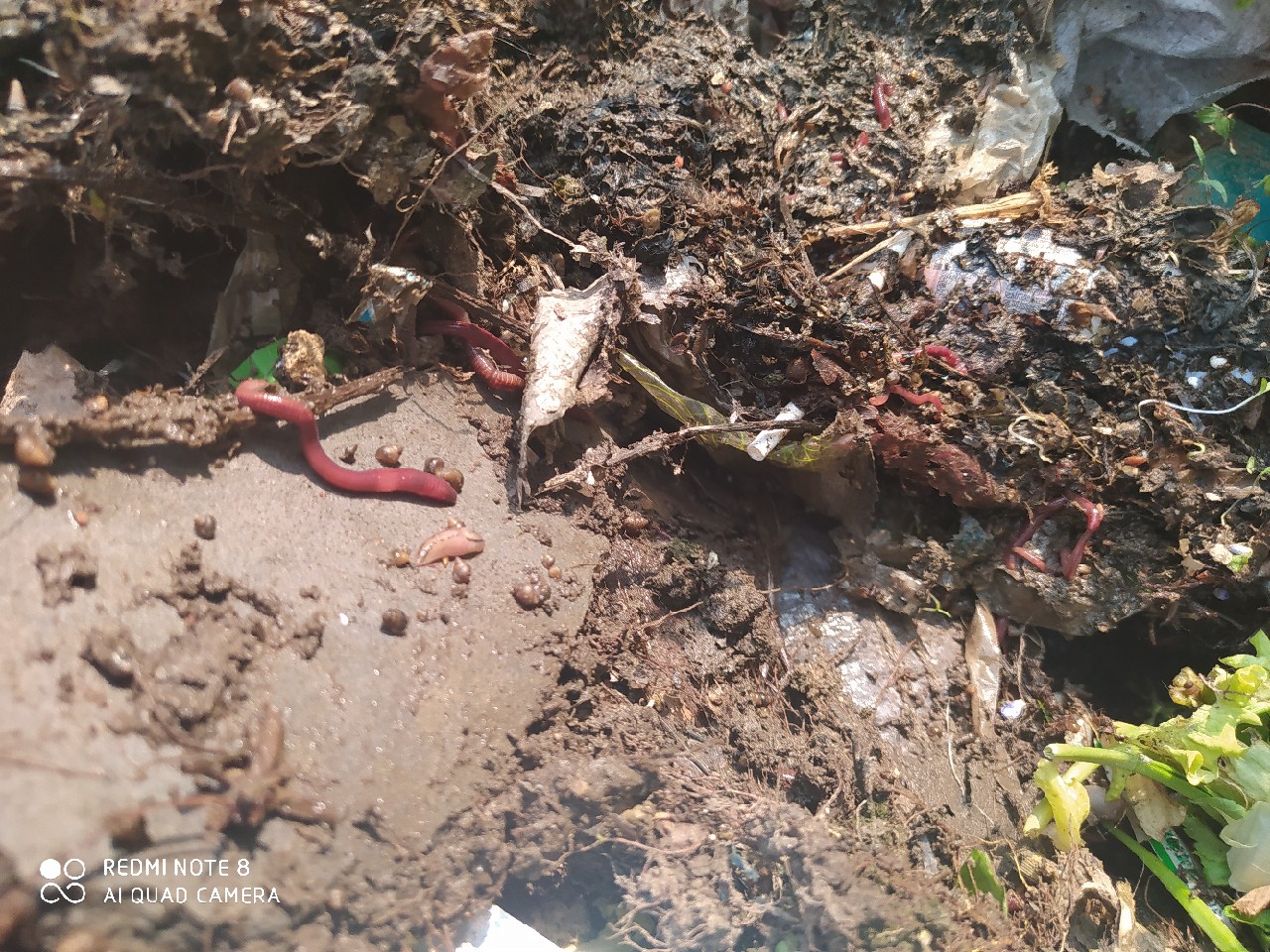 由鱼道联想到蚯蚓道，教你又快又准找蚯蚓