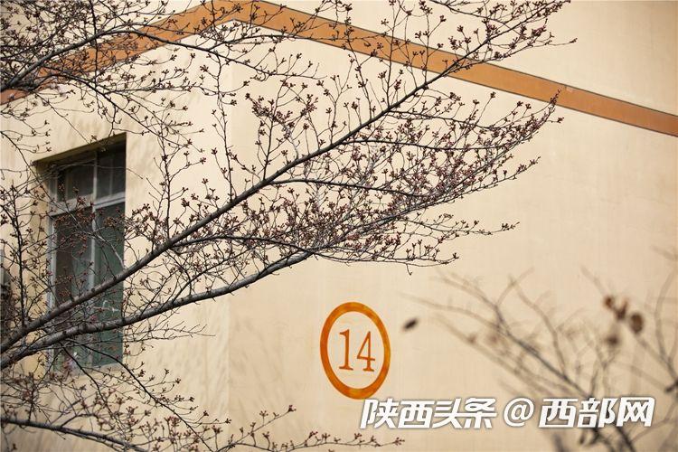 春天里的陕西｜西安思源学院：一起品尝春天的“甜”