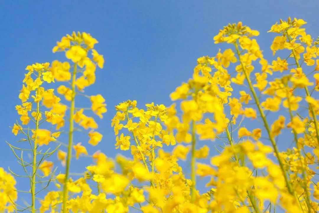 春字飞花令100首必背诗词,春字飞花令诗句大全