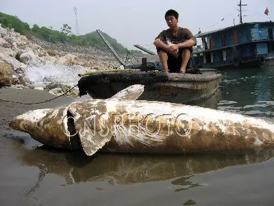可再生的水电,永不复生的家园