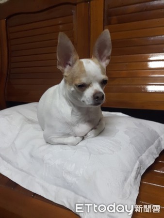 拖把狗玩具视频,拖把狗