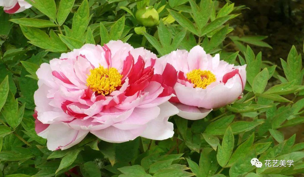 油牡丹有哪些颜色,春季油牡丹图片