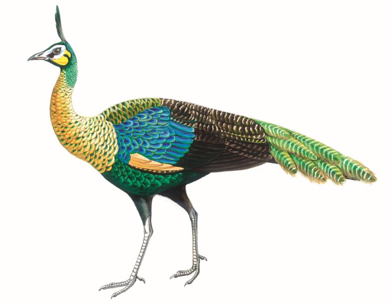 自然之友保护绿孔雀,绿孔雀保护措施