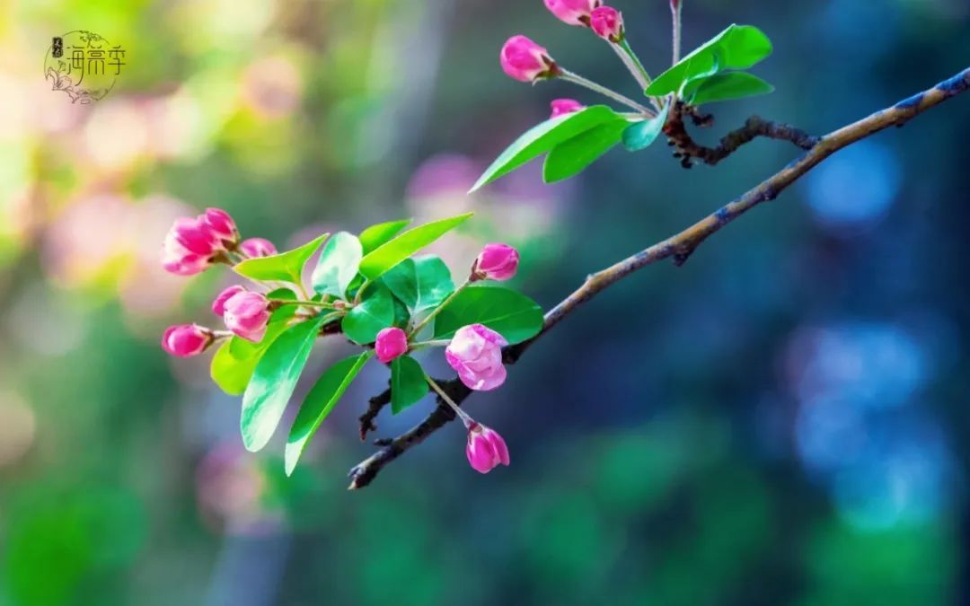 大海棠壁纸,大小海棠手机壁纸