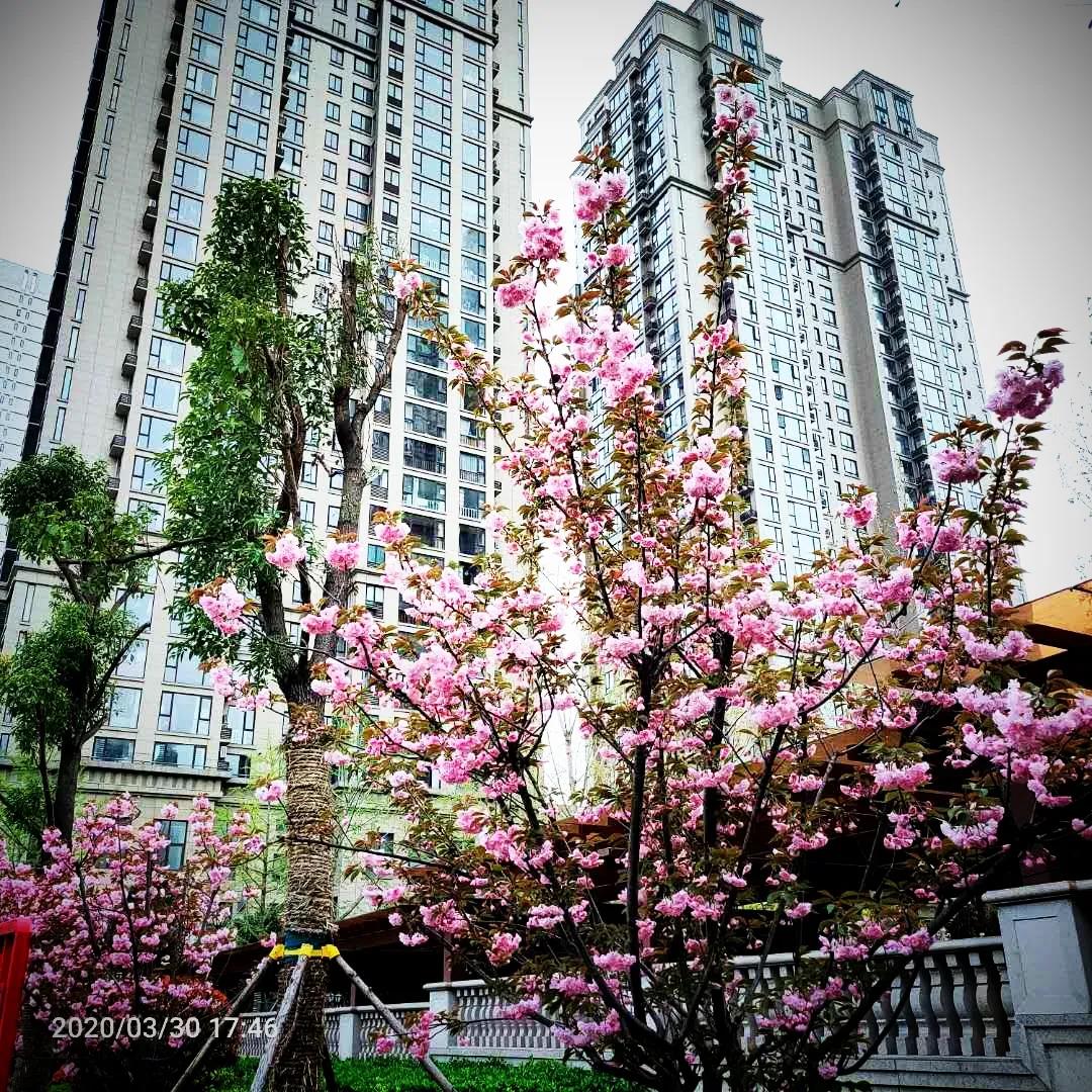 疫情之后地产新江湖，谁是平顶山的风清扬？