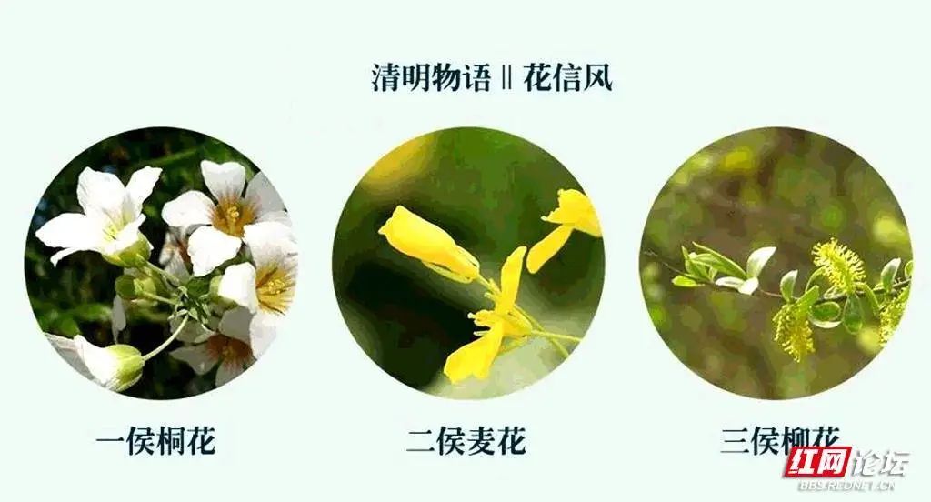 清明节祭祖踏青的传统习俗,说说大家当地清明节的特色跟风俗