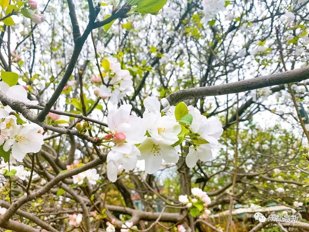 周末好去处铁像寺水街,铁像寺水街旅游攻略