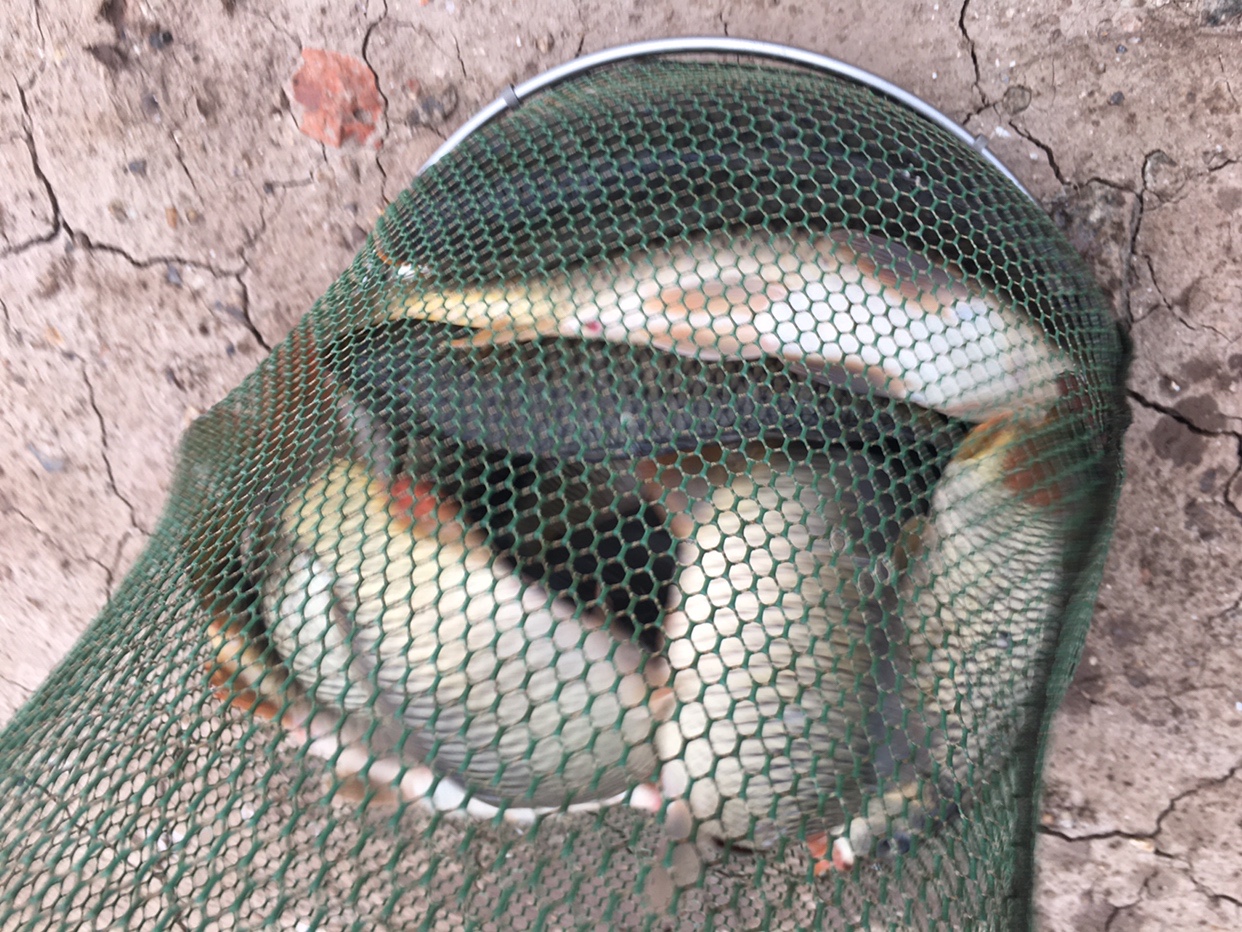 锵锵三人行余秀华读诗,锵锵三人行马未都邓亚萍