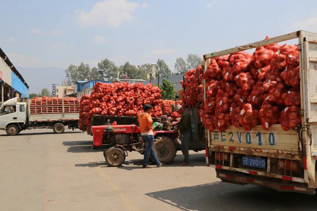 红皮洋葱低价走货,云南紫皮洋葱现挖现发5斤9斤包邮