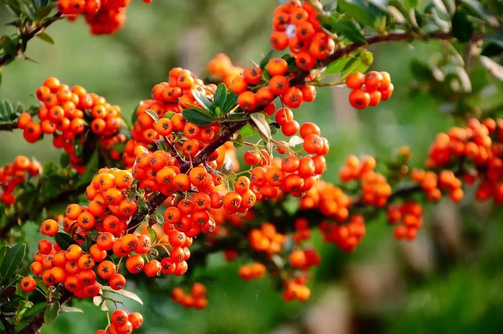 不起眼的乳膏有哪些,药店有一种不起眼的乳膏