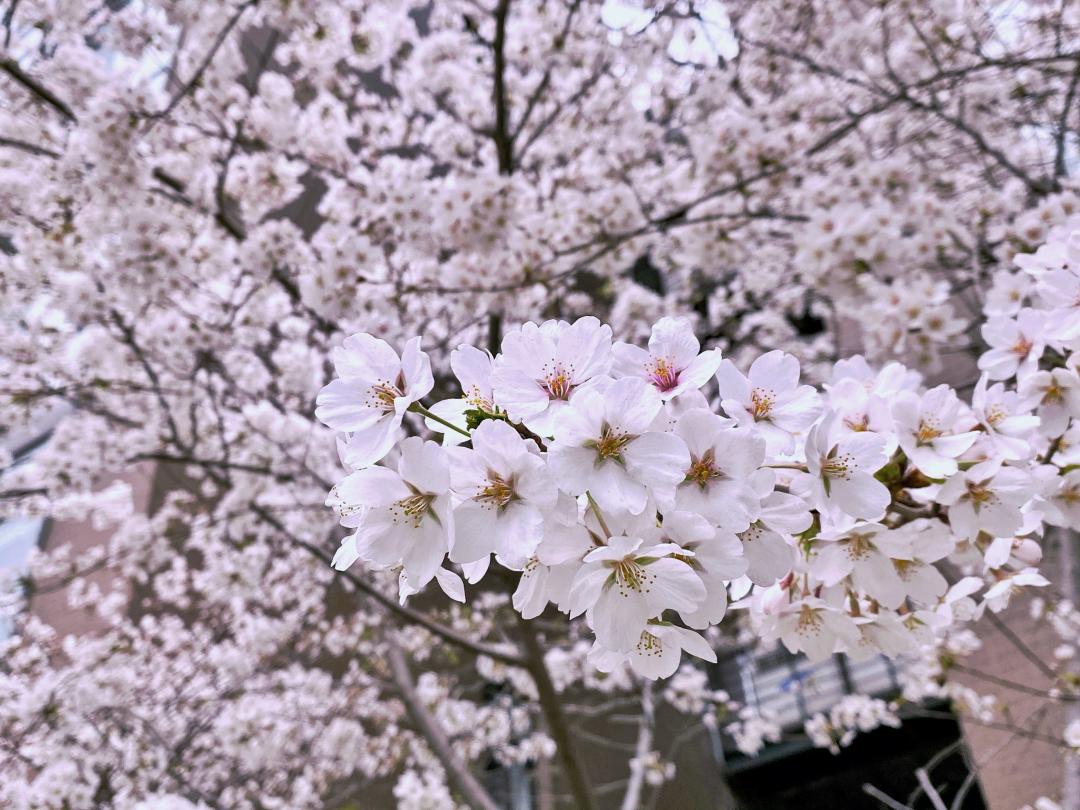 武汉终于解封！待到樱花再开时，相约这座英雄城市可好？
