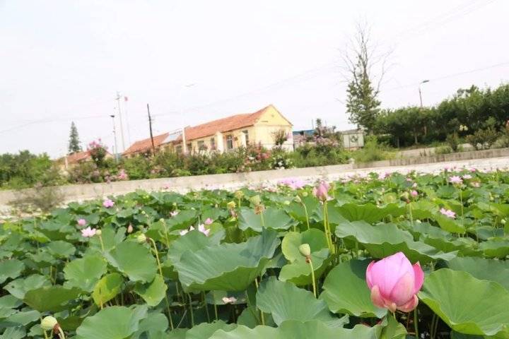 初村镇：青山绿野中，乡村产业书写美丽画卷