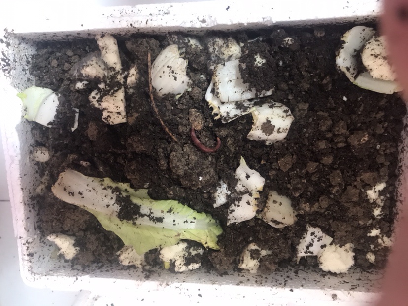 「春季开钓」分享薯香配料制作和蚯蚓的保鲜方法