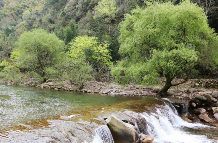 好茶不怕晚，好茶很好喝……今年不容易，好茶还不贵！“特惠版”东坑“雨前茶”今天上线
