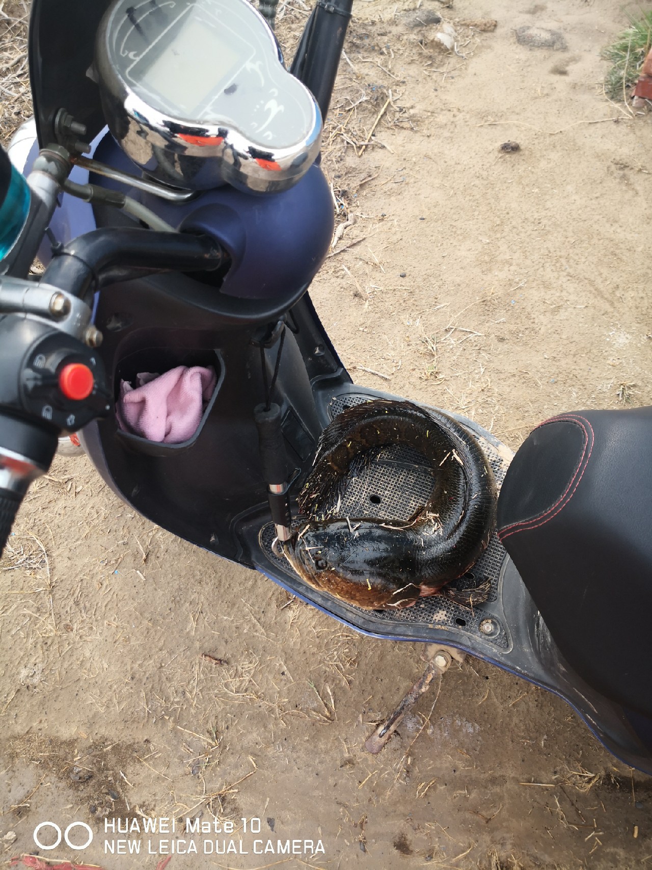 初春打黑雷蛙,开春路亚打黑刺鱼技巧