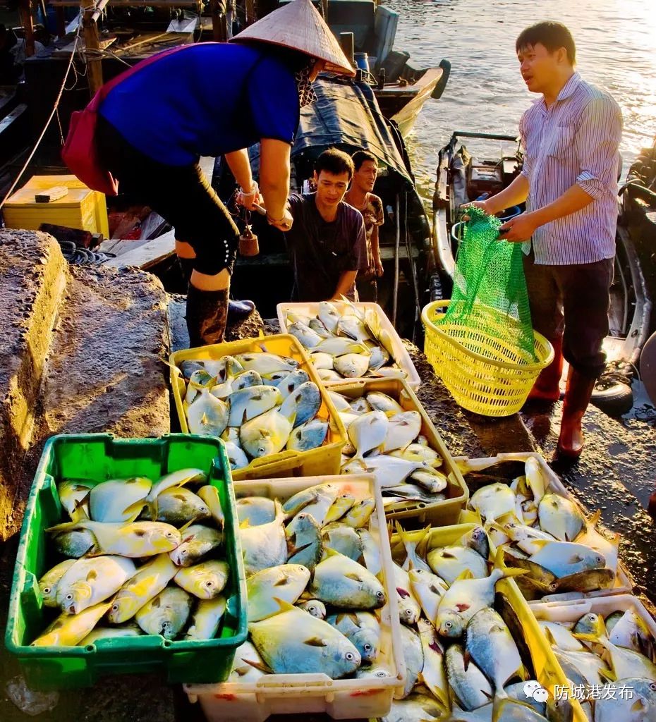防城港休渔期可以赶海吗,禁渔期防城港码头买海鲜