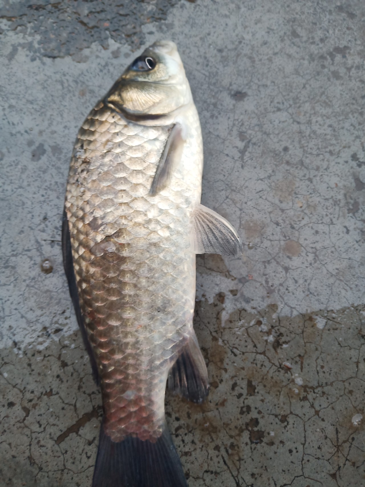 台钓vs路亚哪个更好玩,传统钓比台钓更容易钓获大鲫鱼