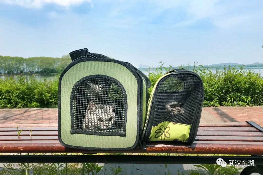 武汉解封后，我最先奔向了东湖