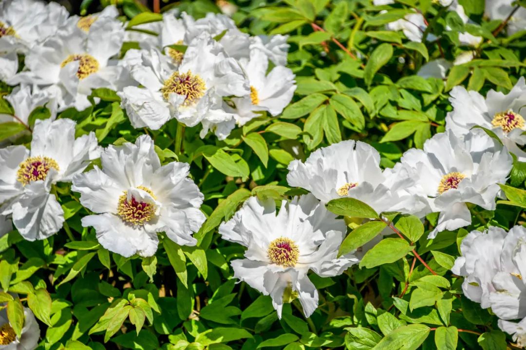 常州周末旅游景点推荐,常州最美乡村
