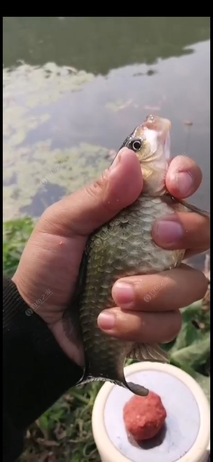 北方11-12月野钓策略,冬季野河野钓思路