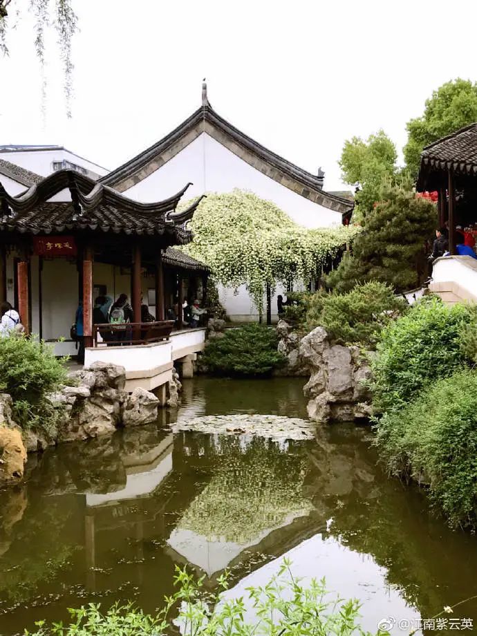 花漾秦淮|最是一年春好处，木香盛放醉秦淮