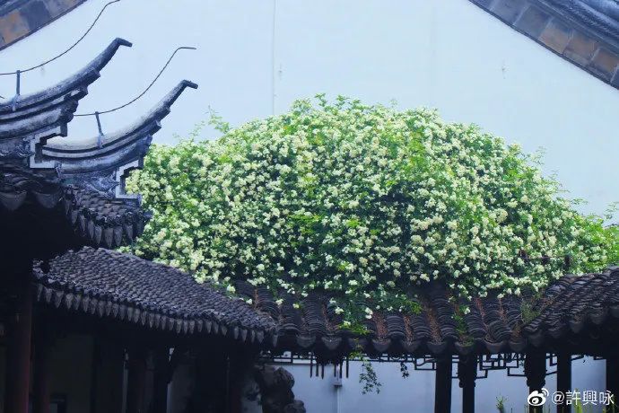 花漾秦淮|最是一年春好处，木香盛放醉秦淮