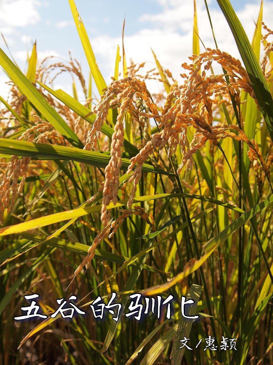 五谷是什么分别指哪些,五谷是什么五谷具体是哪5种