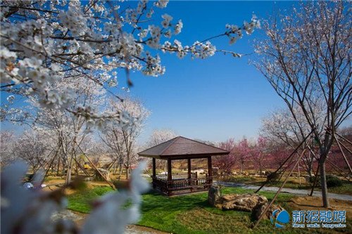 日照花仙子花海,畅游日照美景
