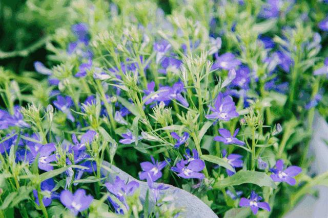 重庆最大的花市需要门票么,重庆最大的花市怎么走