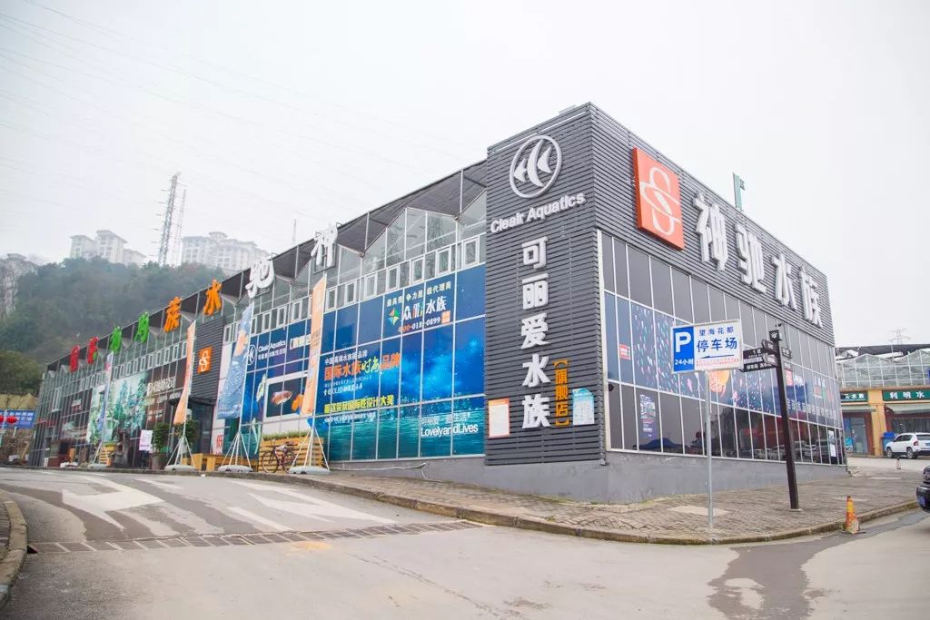 重庆最大的花市需要门票么,重庆最大的花市怎么走