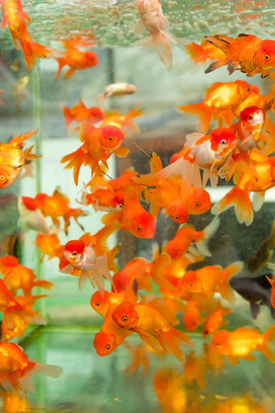 重庆最大的花市需要门票么,重庆最大的花市怎么走