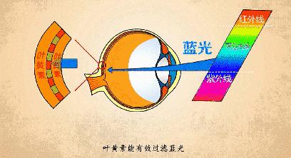 日本眼科协会力荐的“蓝光过滤器”,每天2粒,眼干眼涩眼疲劳都拜拜